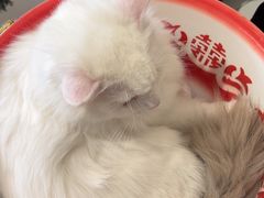 -平行世界·猫咖(首经贸店)