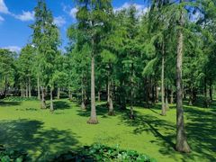 -合肥滨湖国家森林公园