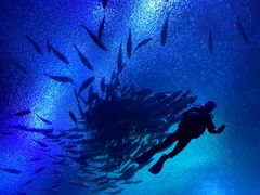 -珠海长隆海洋王国