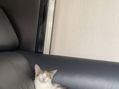 -瑞鹏宠物医院犬猫全科(真大分院)