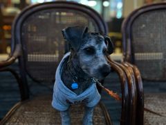 -自游人·美食一楼·地道徽菜(三十年名店)