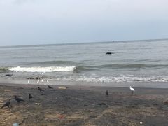 景点-尼甘布海鲜市场