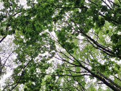 -帽儿山国家森林公园