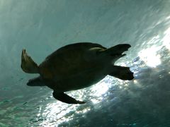 -瑞普利水族馆