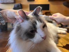 -猫猫幼稚园·撸猫·桌游·电玩