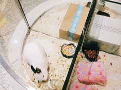 -momokira米努特·德文卷毛猫·棉花面纱犬