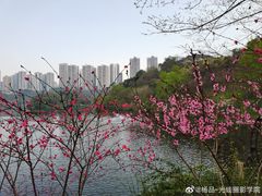 -重庆彩云湖湿地公园