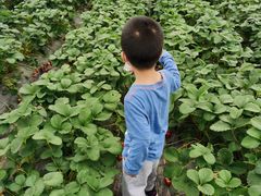 -小鱼草莓采摘园农家乐·小鱼餐厅