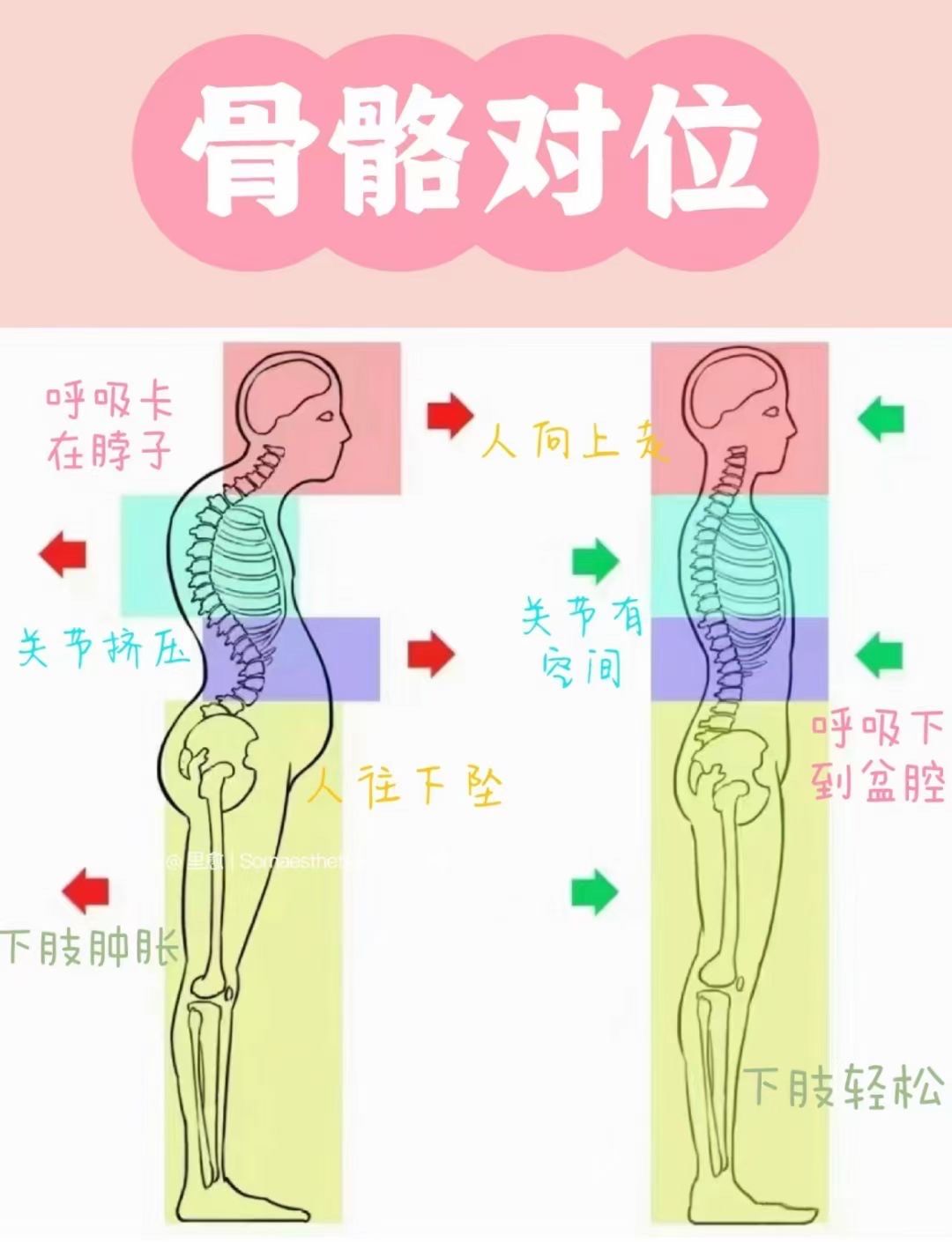 晨瑜伽  骨骼对位对比