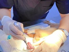 -关爱宠物医院·猫科中心·消化科(滨湖万达分院)