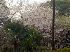 -武汉大学-樱园