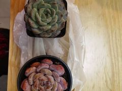 -本溪路花鸟市场(江浦路1709弄小区店)