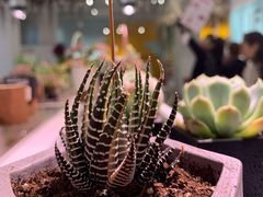 -KKV(深圳宏发大仟里店)