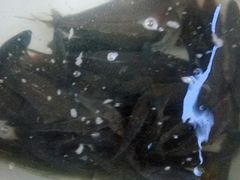 -水库活鱼馆(于桥水库店)