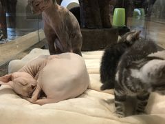 -more than meow吴止猫主题餐厅(承德 中船汇店)