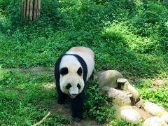 -都江堰中华大熊猫苑