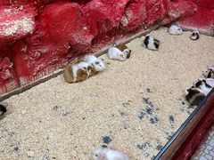 -上海大自然野生昆虫馆