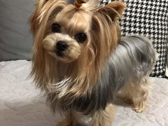 -悠尼宠物·独立低压伊珊娜洗护·美容·寄养(兰谷路店)