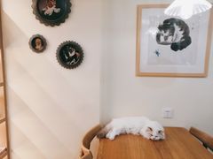 -滚猫咖啡·猫咖·猫友好撸猫(未来城店)
