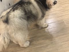 -李小姐の猫咖啡馆(五角场店)