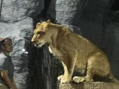 -清迈夜间动物园