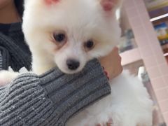 -FAELING PETS美天灵宠物(富力广场店)