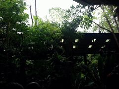 -绿光森林餐厅