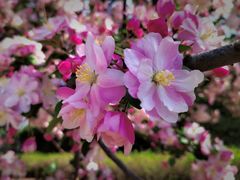 -海棠花溪(元大都城垣遗址公园)