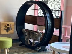 -喵匠猫主题咖啡(凯德和平广场店)