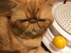 -more than meow吴止猫主题餐厅(承德 中船汇店)