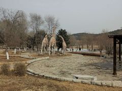 -沈阳森林动物园