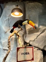 -Zoolung Zoolung动物主题公园(海信广场店)