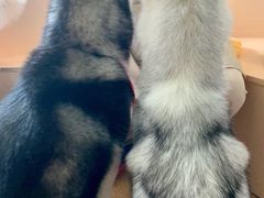 -Husky Go! 哈士奇体验馆·宠物咖啡厅狗咖