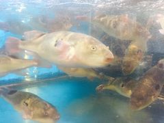 -莆鑫海鲜城(浏河店)