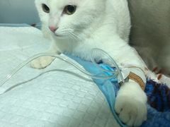 -特一安24小时宠物医院·骨科·中兽医
