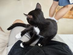 -共舞时光猫咖·狗咖(新街口店)
