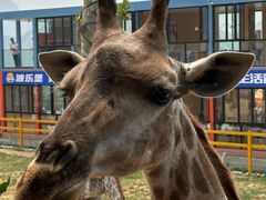 -西霞口神雕山野生动物世界