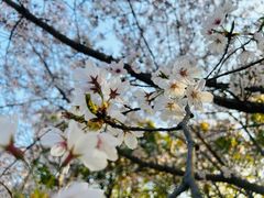 -高东镇樱花园