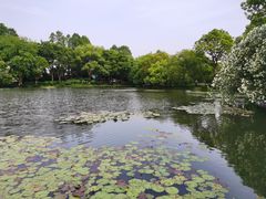 -西湖外事游船(花港观鱼码头)