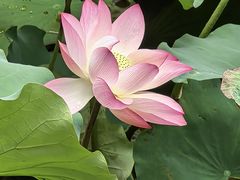 -荔湾湖公园