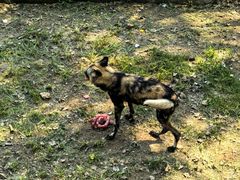 -大连森林动物园