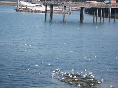 -日照灯塔风景区