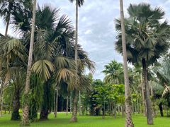 -中国科学院西双版纳热带植物园