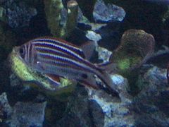 -迪拜帆船酒店海底餐厅