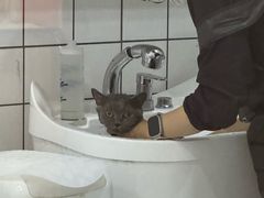 -BABIT巴比特宠物(MOMOPARK店)