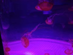 -海合安武汉极地海洋公园