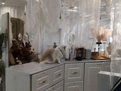 -共舞时光猫咖·狗咖(新街口店)