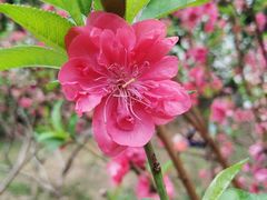 -桃花涧