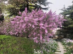 -将府公园