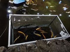 菜单-京北渔家傲